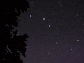maple leaves and a big dipper